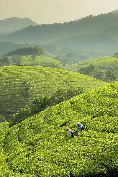 Tea pickers at the Long Coc tea estates, Phu Tho Province, Vietnam