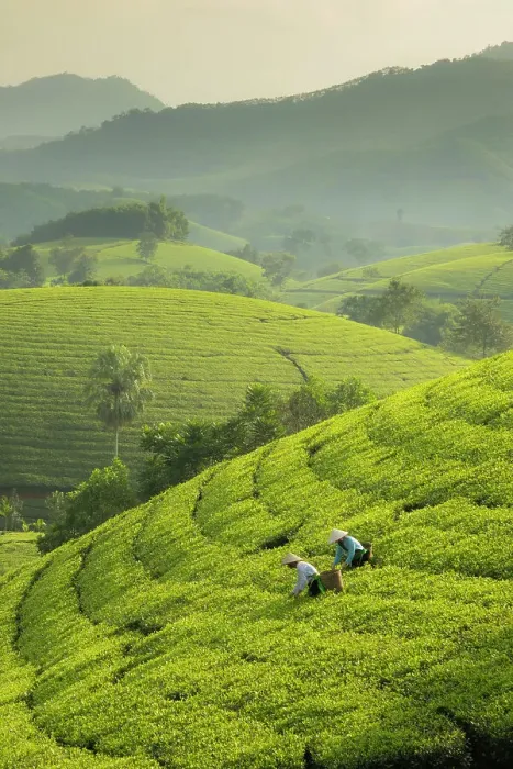 Framed Print : Tea pickers at the Long Coc tea estates, Phu Tho Province, Vietnam Framed Print : Tea pickers at the Long Coc tea estates, Phu Tho Province, Vietnam
