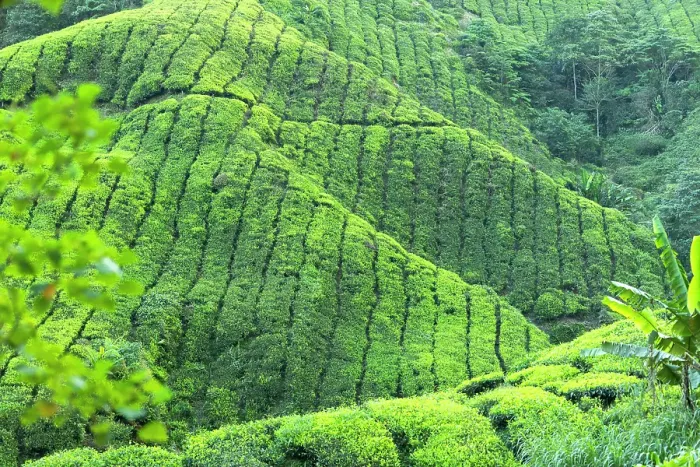 Framed Print : Tea plantation, Cameron Highlands, Pahang, Malaysia Framed Print : Tea plantation, Cameron Highlands, Pahang, Malaysia