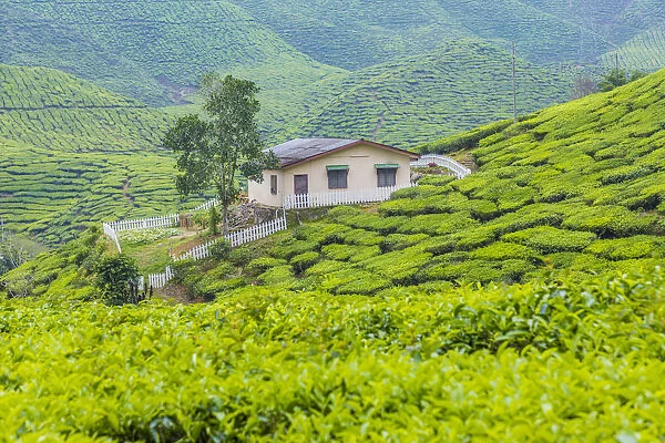 Tea Plantation, Cameron Highlands, Pahang, Malaysia