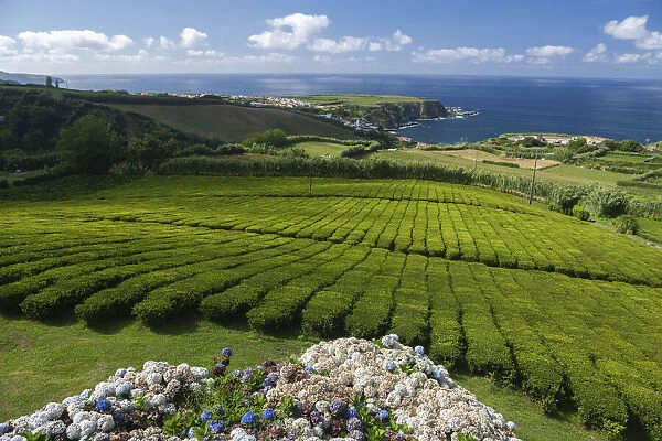 Tea plantation Fabrica de Cha Porto Formoso. SA£o Miguel island, Azores Islands
