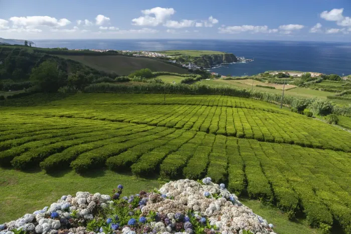 Framed Print : Tea plantation Fabrica de Cha Porto Formoso. SA£o Miguel island, Azores Islands Framed Print : Tea plantation Fabrica de Cha Porto Formoso. SA£o Miguel island, Azores Islands