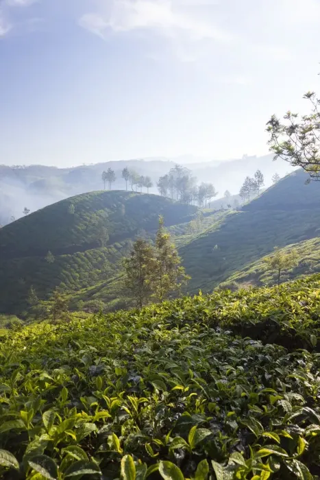 Framed Print : Tea Plantation, Munnar, Western Ghats, Kerala, South India Framed Print : Tea Plantation, Munnar, Western Ghats, Kerala, South India