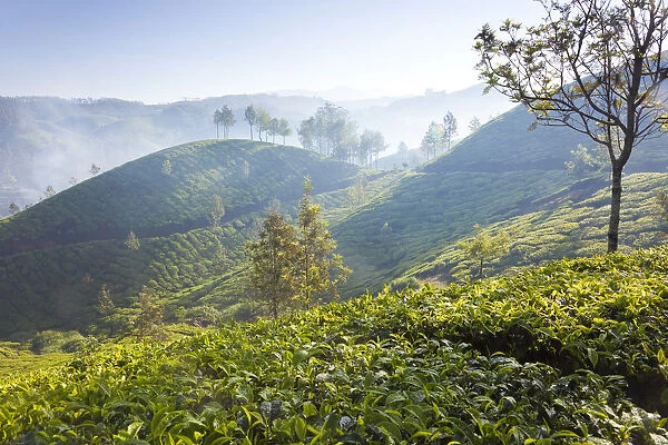 Tea Plantation, Munnar, Western Ghats, Kerala, South India