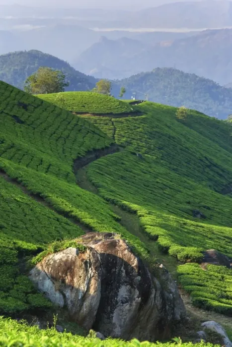 Framed Print : Tea Plantations Framed Print : Tea Plantations