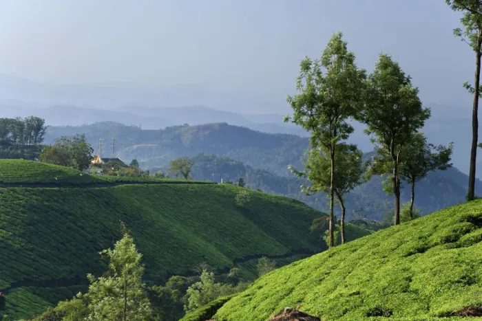 Framed Print : Tea Plantations, Munnar, Western Ghats, Kerala, India Framed Print : Tea Plantations, Munnar, Western Ghats, Kerala, India