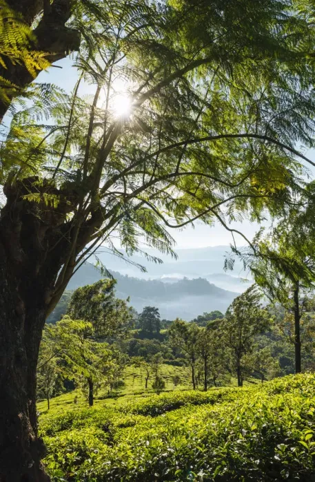 Framed Print : Tea Plantations near Munnar, Kerala, India