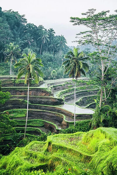 Tegalalang Rice Terrace, Ubud, Bali, Indonesia