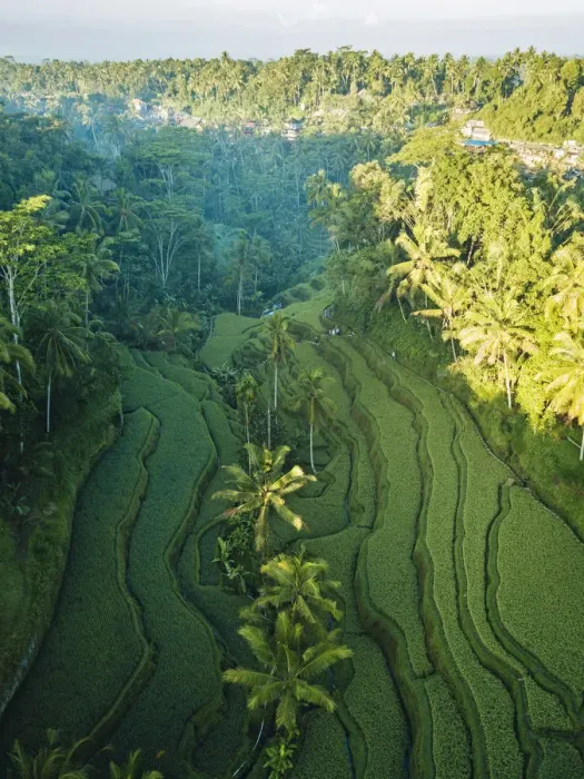 Framed Print : Tegalalang Rice Terraces near Ubud, Bali, Indonesia Framed Print : Tegalalang Rice Terraces near Ubud, Bali, Indonesia
