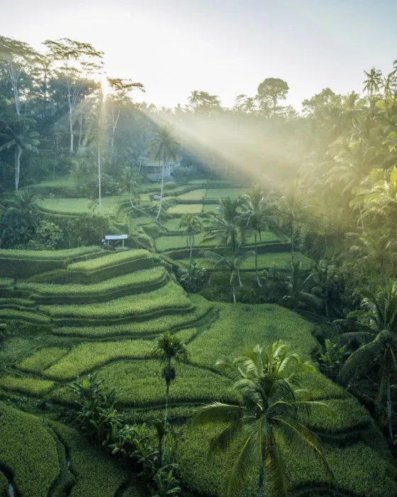 Framed Print : Tegalalang Rice Terraces near Ubud, Bali, Indonesia Framed Print : Tegalalang Rice Terraces near Ubud, Bali, Indonesia