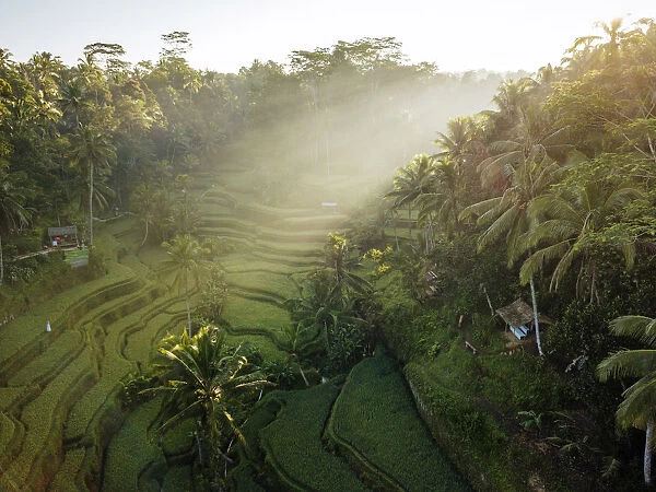 Tegalalang Rice Terraces near Ubud, Bali, Indonesia