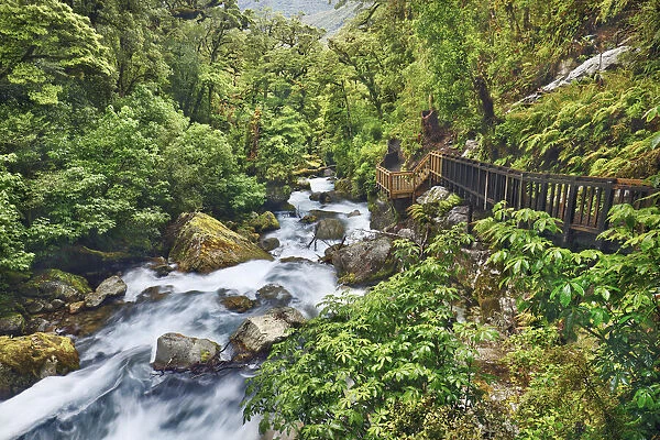Temperate rainforest with brook - New Zealand, South Island, Southland, Fiordland