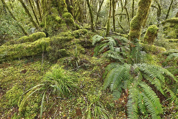 Temperate rainforest with ferns and mosses - New Zealand, South Island, Southland