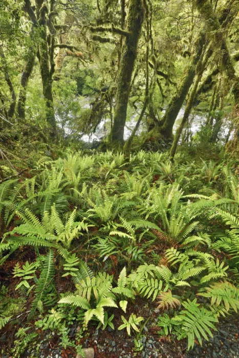 Framed Print : Temperate rainforest with ferns - New Zealand, South Island, Southland, Fiordland Framed Print : Temperate rainforest with ferns - New Zealand, South Island, Southland, Fiordland