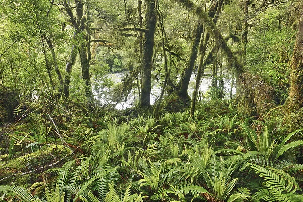 Temperate rainforest with ferns - New Zealand, South Island, Southland, Fiordland