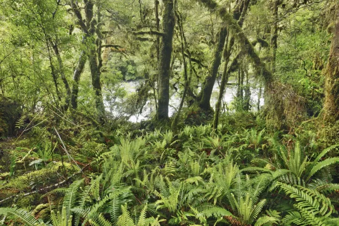 Framed Print : Temperate rainforest with ferns - New Zealand, South Island, Southland, Fiordland Framed Print : Temperate rainforest with ferns - New Zealand, South Island, Southland, Fiordland