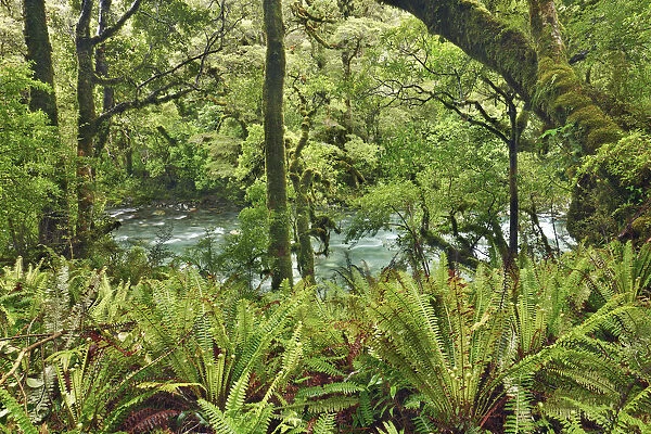 Temperate rainforest with ferns - New Zealand, South Island, Southland, Fiordland
