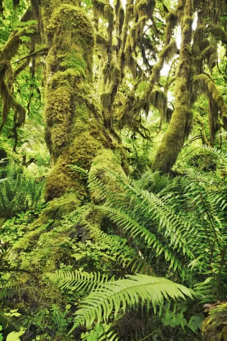 Framed Print : Temperate rainforest with moss covered maples - USA, Washington, Jefferson Framed Print : Temperate rainforest with moss covered maples - USA, Washington, Jefferson