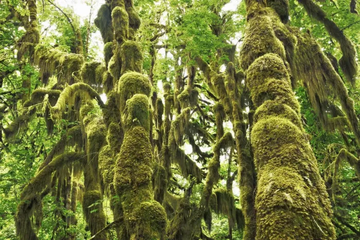 Framed Print : Temperate rainforest with moss covered maples - USA, Washington, Jefferson Framed Print : Temperate rainforest with moss covered maples - USA, Washington, Jefferson
