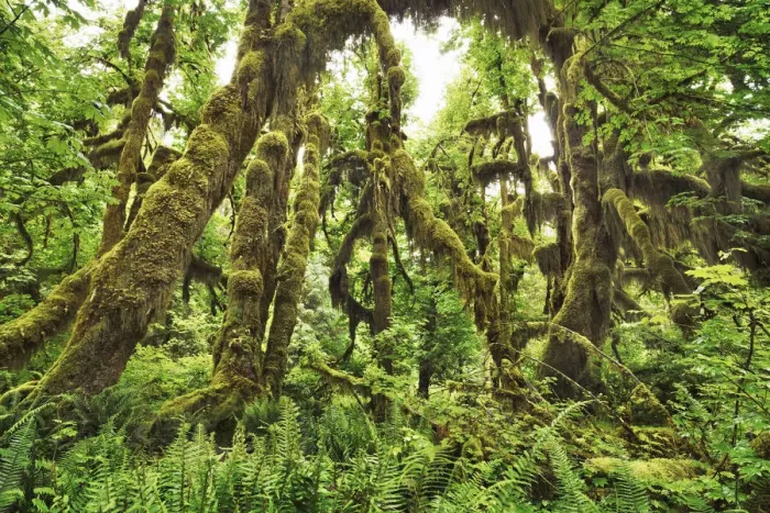 Framed Print : Temperate rainforest with moss covered maples - USA, Washington, Jefferson