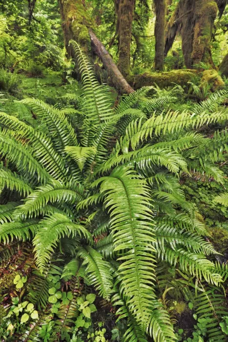 Framed Print : Temperate rainforest with moss covered maples - USA, Washington, Jefferson Framed Print : Temperate rainforest with moss covered maples - USA, Washington, Jefferson