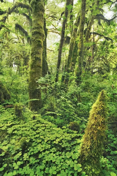 Framed Print : Temperate rainforest with moss covered maples - USA, Washington, Jefferson