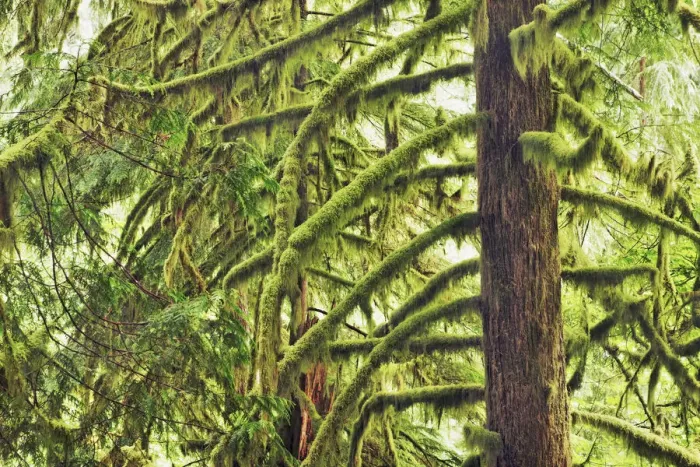 Framed Print : Temperate rainforest with moss covered spruces - USA, Oregon, Hood River Framed Print : Temperate rainforest with moss covered spruces - USA, Oregon, Hood River