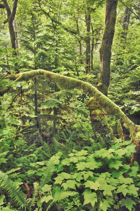 Framed Print : Temperate rainforest with moss covered trees - USA, Oregon, Multnomah
