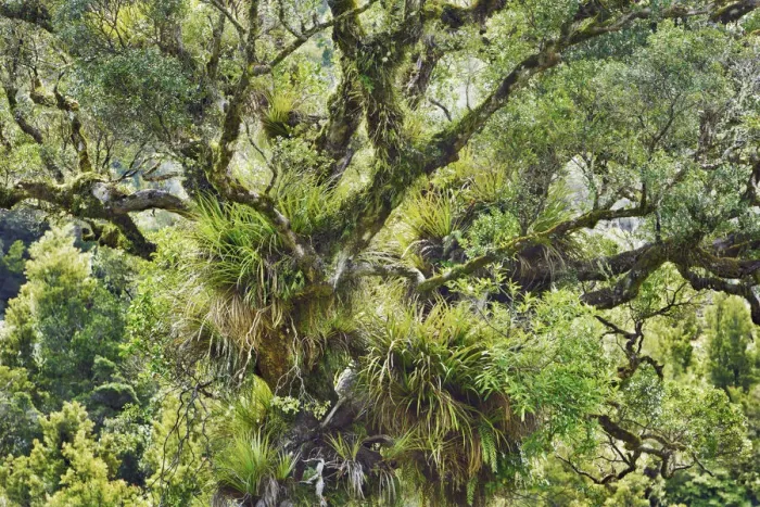 Framed Print : Temperate rainforest - New Zealand, North Island, Gisborne, Te Urewera National Park Framed Print : Temperate rainforest - New Zealand, North Island, Gisborne, Te Urewera National Park