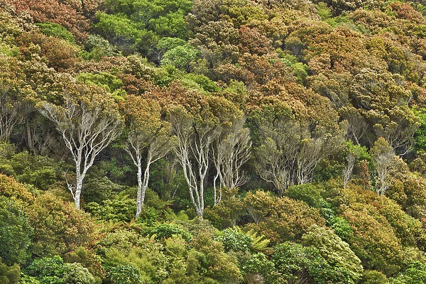 Temperate rainforest - New Zealand, South Island, Otago, Clutha, Catlins