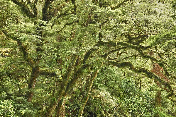 Temperate rainforest - New Zealand, South Island, Southland, Fiordland, Hollyford River