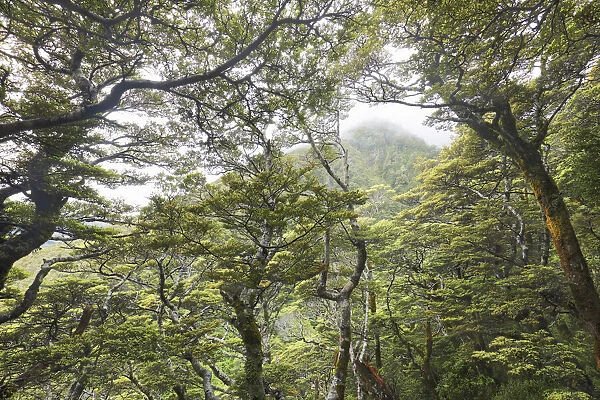 Temperate rainforest - New Zealand, South Island, Canterbury, Selwyn
