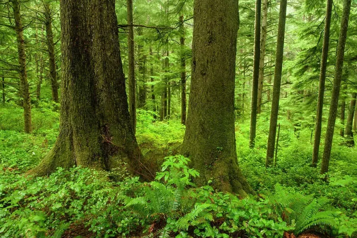 Framed Print : Temperate rainforest, Oswald West State Park, Oregon, USA Framed Print : Temperate rainforest, Oswald West State Park, Oregon, USA