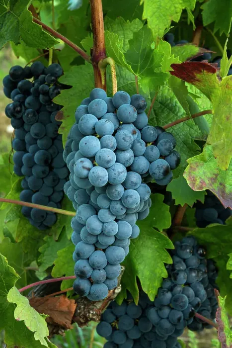 Framed Print : Tempranillo Grapes, Rioja Region, Spain Framed Print : Tempranillo Grapes, Rioja Region, Spain