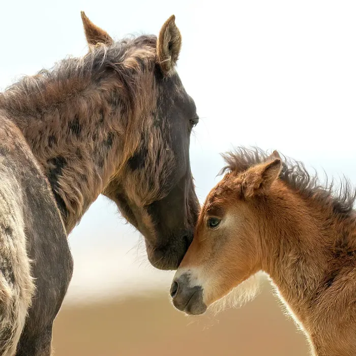 Framed Print : A tender moment between a horse and her foal Framed Print : A tender moment between a horse and her foal