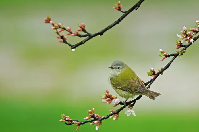 Framed Print : Tennessee warbler (Vermivora peregrina) in Nanking Cherry Winnipeg, Manitoba, Canada Framed Print : Tennessee warbler (Vermivora peregrina) in Nanking Cherry Winnipeg, Manitoba, Canada