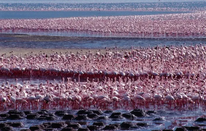 Framed Print : Tens of thousands of lesser flamingos Framed Print : Tens of thousands of lesser flamingos