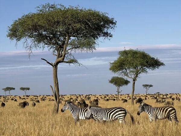 Tens of thousands of zebra and wildebeest graze the