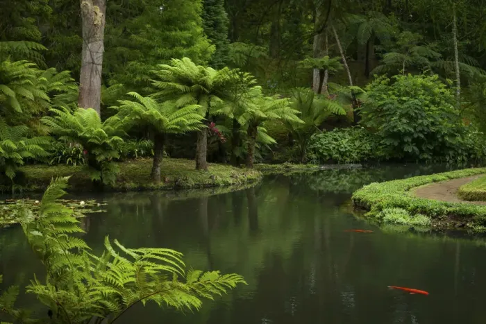 Framed Print : Terra Nostra Botanical Park. Furnas, Sao Miguel Island. Azores Framed Print : Terra Nostra Botanical Park. Furnas, Sao Miguel Island. Azores