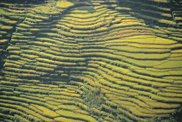 Terraced Fields, Pokhara, Nepal