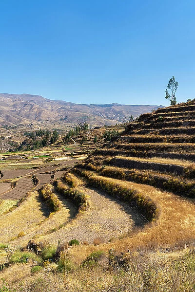 Terraced fields at Canyon Colca, Yanque District, Caylloma Province, Arequipa Region, Peru