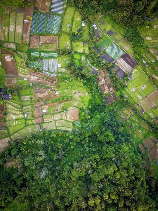 Framed Print : Terraced rice fields, East Bali, Bali, Indonesia Framed Print : Terraced rice fields, East Bali, Bali, Indonesia