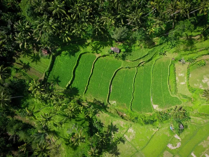 Framed Print : Terraced rice fields, East Bali, Bali, Indonesia Framed Print : Terraced rice fields, East Bali, Bali, Indonesia