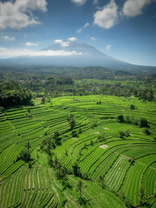Framed Print : Terraced rice fields & Mount Agung volcano (highest mountain in Bali) Bali, Indonesia Framed Print : Terraced rice fields & Mount Agung volcano (highest mountain in Bali) Bali, Indonesia