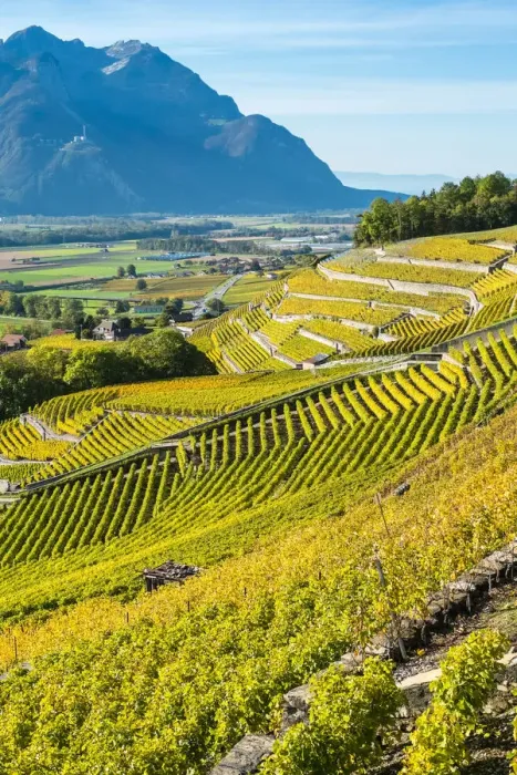 Framed Print : Terraced vineyards in autumn during harvest season, Aigle, Vaud Canton, Switzerland Framed Print : Terraced vineyards in autumn during harvest season, Aigle, Vaud Canton, Switzerland