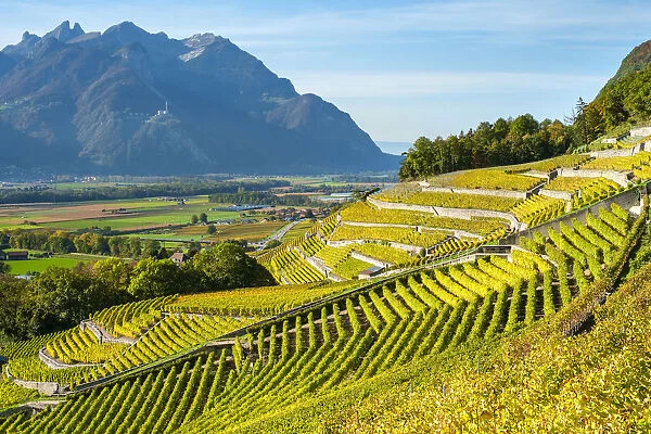 Terraced vineyards in autumn during harvest season, Aigle, Vaud Canton, Switzerland