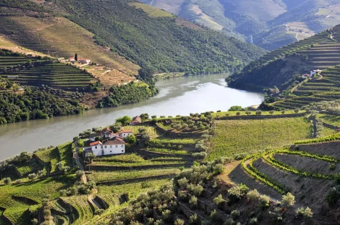 Framed Print : Terraced vineyards in Chanceleiros, Douro region, a Unesco World heritage site. Portugal Framed Print : Terraced vineyards in Chanceleiros, Douro region, a Unesco World heritage site. Portugal