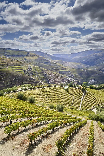 Terraced vineyards at Ervedosa do Douro. Alto Douro, a Unesco World heritage site
