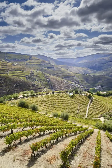 Framed Print : Terraced vineyards at Ervedosa do Douro. Alto Douro, a Unesco World heritage site Framed Print : Terraced vineyards at Ervedosa do Douro. Alto Douro, a Unesco World heritage site