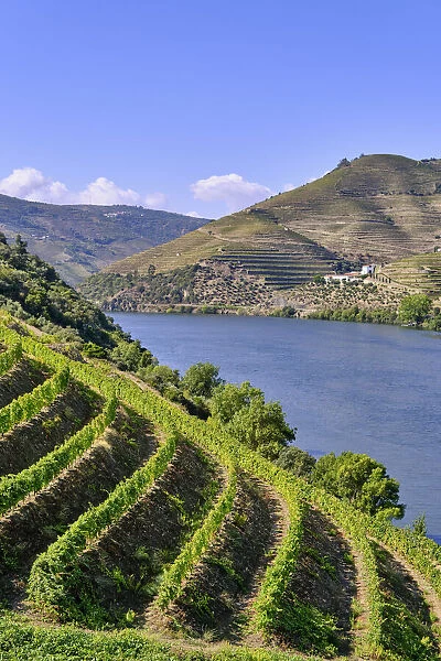 Terraced vineyards and the Quinta da Boavista, a wine producing farm where lived